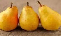 瓜樓的果實怎么吃