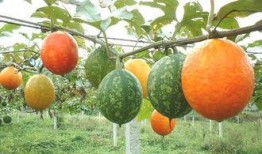 吊瓜適合和什么一起吃