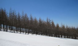 崇禮滑雪吃瓜,一場冰雪盛宴中的吃瓜奇觀