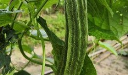 油管中國吃瓜數據,揭秘網絡熱點的背后故事