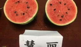 吃瓜荷蘭,揭秘荷蘭人的獨(dú)特飲食習(xí)慣與美食文化