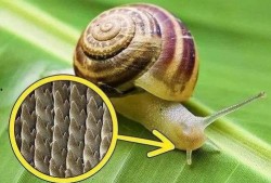 帶你吃瓜野生蝸牛視頻,帶你吃瓜體驗獨特風味