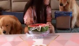 狗隨主人吃瓜,寵物與主人共度歡樂時光