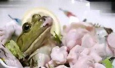 蛙蛙吃瓜視頻,揭秘網(wǎng)絡(luò)紅人的趣味日常