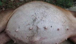 吃乳瓜胃脹,揭秘原因及預防措施