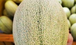 吃蜜瓜的照片,夏日甜蜜時光的定格