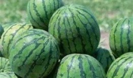 吃瓜路上吃瓜,品味人間百態(tài)