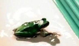 蛙蛙吃瓜視頻,揭秘網(wǎng)絡(luò)紅人的趣味日常