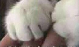 吃瓜捂手表情包,揭秘網絡時代的社交新寵