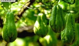 瓜葉弓怎么吃,解鎖美味新體驗