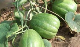 13部吃瓜了,揭秘娛樂圈幕后風(fēng)云