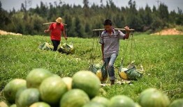 松坪村吃瓜,感受鄉村田園生活