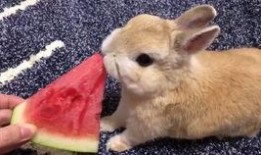 兔子吃福壽瓜嗎,探尋兔子飲食習(xí)慣之謎
