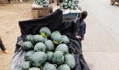 安平吃瓜事件,一場網絡狂歡背后的真相與反思