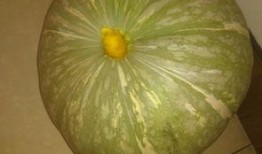 一般吃瓜是指什么瓜啊,究竟指的是哪種瓜？