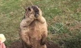 樹下吃瓜土撥鼠圖片搞笑,土撥鼠搞笑吃瓜瞬間