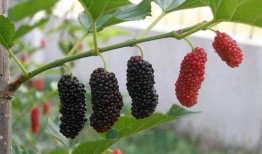 谷雨木木吃大瓜,揭秘吃大瓜的歡樂時(shí)光