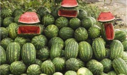 軟瓜怎么吃,解鎖夏日清新美味