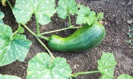 瓠瓜可以炒著吃,家常美味，營養滿分