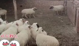 圍觀吃瓜的羊,吃瓜群眾的趣味盛宴