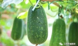 高血壓吃吊瓜,吊瓜食療養生之道