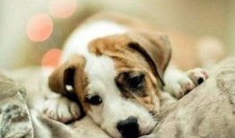 疫情期間吃瓜圖片狗,見證時代變遷的可愛瞬間