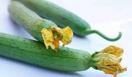 瓜葉弓怎么吃,解鎖美味新體驗