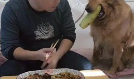 qq吃瓜表情咋沒了,探尋背后原因