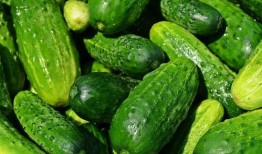 夏天吃瓜的歌,跟隨歌曲感受清涼一夏