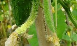 瓜葉弓怎么吃,解鎖美味新體驗