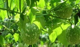 高血壓吃吊瓜,吊瓜食療養生之道