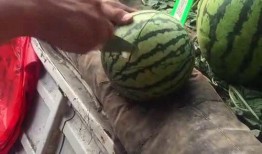 吃流行瓜,那些年我們一起吃過的“流行瓜”