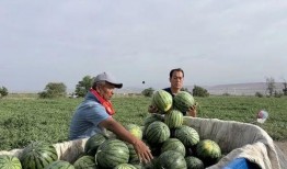 懷化學院吃瓜,揭秘校園美食風云錄