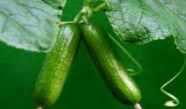 吃瓜荷蘭,揭秘荷蘭人的獨(dú)特飲食習(xí)慣與美食文化