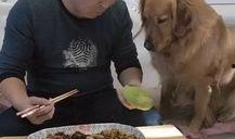 金毛阿妹吃瓜,金毛阿妹的瓜田奇遇記