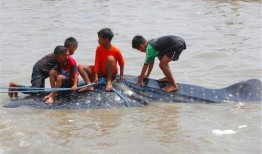 舟山吃瓜漁民事件,一場引發(fā)社會(huì)關(guān)注的海洋爭議