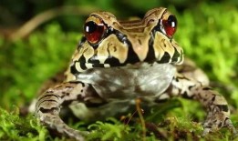 蛙蛙吃瓜視頻,揭秘網(wǎng)絡(luò)紅人的趣味日常