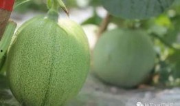 偷偷令吃瓜,一場網絡熱傳的神秘事件