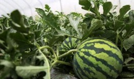 吃瓜路上吃瓜,品味人間百態(tài)