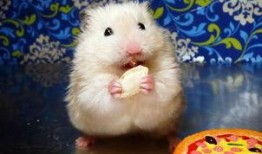 倉鼠可以吃瓜啊,揭秘倉鼠的美食世界