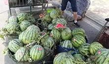 安平吃瓜事件,一場網絡狂歡背后的真相與反思