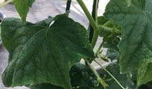 吃瓜小孫,揭秘娛樂圈幕后故事