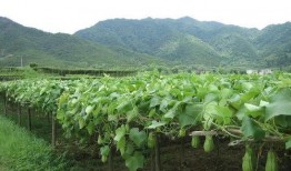 吃瓜少年佛系,笑看風(fēng)云，悠然自得