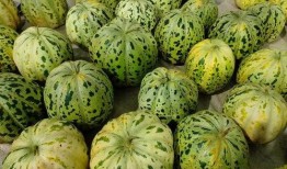 地里的瓜可以吃的