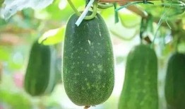 吃瓜怎么留種子,揭秘瓜類植物的繁殖奧秘