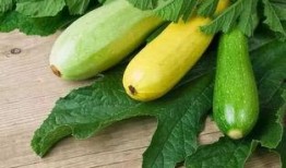 痛風可以吃翠玉瓜嗎,翠玉瓜助力健康飲食