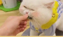 開始按頭了吃瓜,揭秘網(wǎng)絡(luò)熱詞背后的趣味與思考