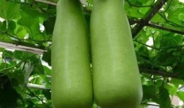 葫蘆瓜能自己吃嗎怎么吃,葫蘆瓜的食用方法與美味佳肴