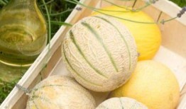 二瓜吃瓜瓜,一場別開生面的瓜界盛宴