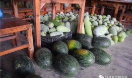 滿樹瓜怎么吃,解鎖夏日美味新體驗